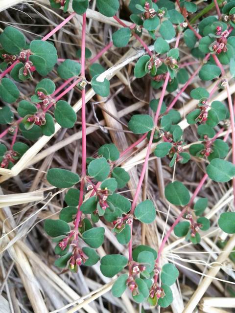 Euphorbia chamaesyce / Euforbia fico per terra